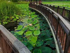 -羊亭河湿地公园