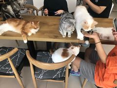 -平行世界·猫咖(首经贸店)