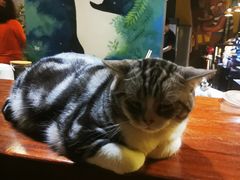 -咖法森林·咖啡  酒吧(天河店)