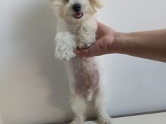 -翊宠yipet猫狗购宠庄园犬舍•猫舍