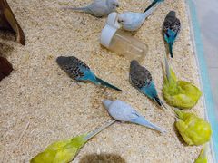 -怪兽屋·羊驼·猫咖·狗咖(俊华广场店)