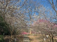 -杭州植物园