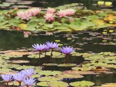 -国家植物园南园