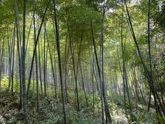 -上海佘山国家森林公园天马山园