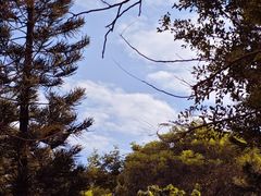 -莲花山公园