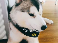 -Husky Go! 哈士奇体验馆·宠物咖啡厅狗咖