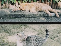 -Mint Gelato(二厂店)