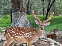 -北京野生动物园