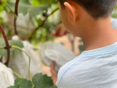 -马陆小张葡萄园农家乐