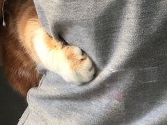 -PETKIT小佩宠物(昭化店)