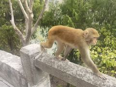 -白帝城·瞿塘峡景区