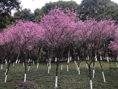 -龙头寺公园