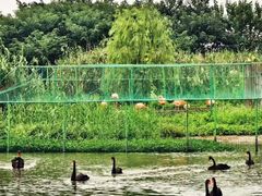 -西山漾湿地公园