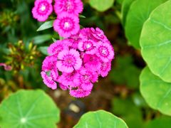 -深圳仙湖植物园-停车场