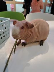 -Moni星球萌宠·小马宝莉·灵蛇·高端高阶全萌宠互动体验俱乐部(红豆国际广场店)