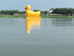 -白洋淀景区