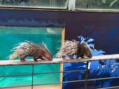 -清迈夜间动物园