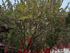 -西安青龙寺遗址景区