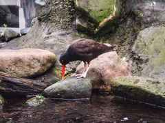 -西雅图水族馆
