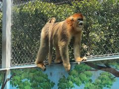 -西安秦岭野生动物园