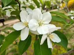 -海棠花溪(元大都城垣遗址公园)