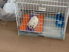 -瑞鹏宠物医院·普外科·影像科·皮肤科(城市山谷分院)