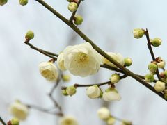 -秀丽东方