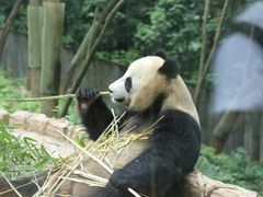 -中国大熊猫保护研究中心雅安碧峰峡基地
