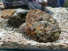 -太平洋海底世界