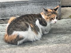 -白云观