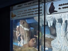 -海合安武汉极地海洋公园