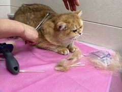 -北京观赏动物医院·24小时大型综合·猫专科·异宠专科