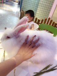 -Moni星球萌宠·小马宝莉·灵蛇·高端高阶全萌宠互动体验俱乐部(红豆国际广场店)