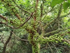 -深圳仙湖植物园