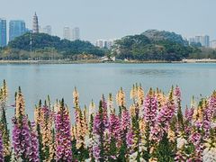 -顺峰山公园