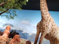 -陕西自然博物馆