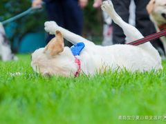 -趣玩宠物乐园寄养训犬训狗游泳池