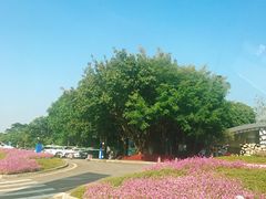 -深圳湾公园-停车场