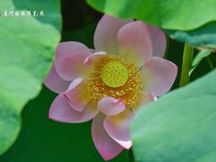 -厦门园林博览苑