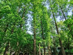 -徐家汇源景区-衡山公园