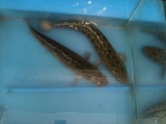 -香满锅老北京羊蝎子火锅·家常菜(新街口店)