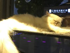 -吉丁鸟咖·异宠·寄养