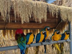 -西霞口神雕山野生动物世界