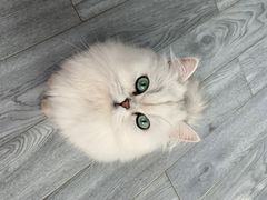 -喵屿·大理花园猫咖