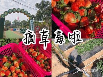 每年一到冬天我就知道 是草莓的季节来了 我觉得应该没