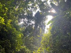 -西双版纳原始森林公园