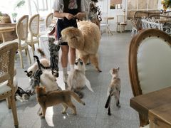 -共舞时光猫咖·狗咖(新街口店)