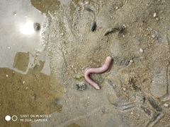 -北海金海湾红树林生态旅游区