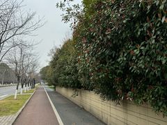 -贡湖湾湿地公园