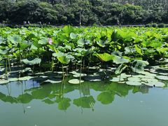 -前关湿地公园